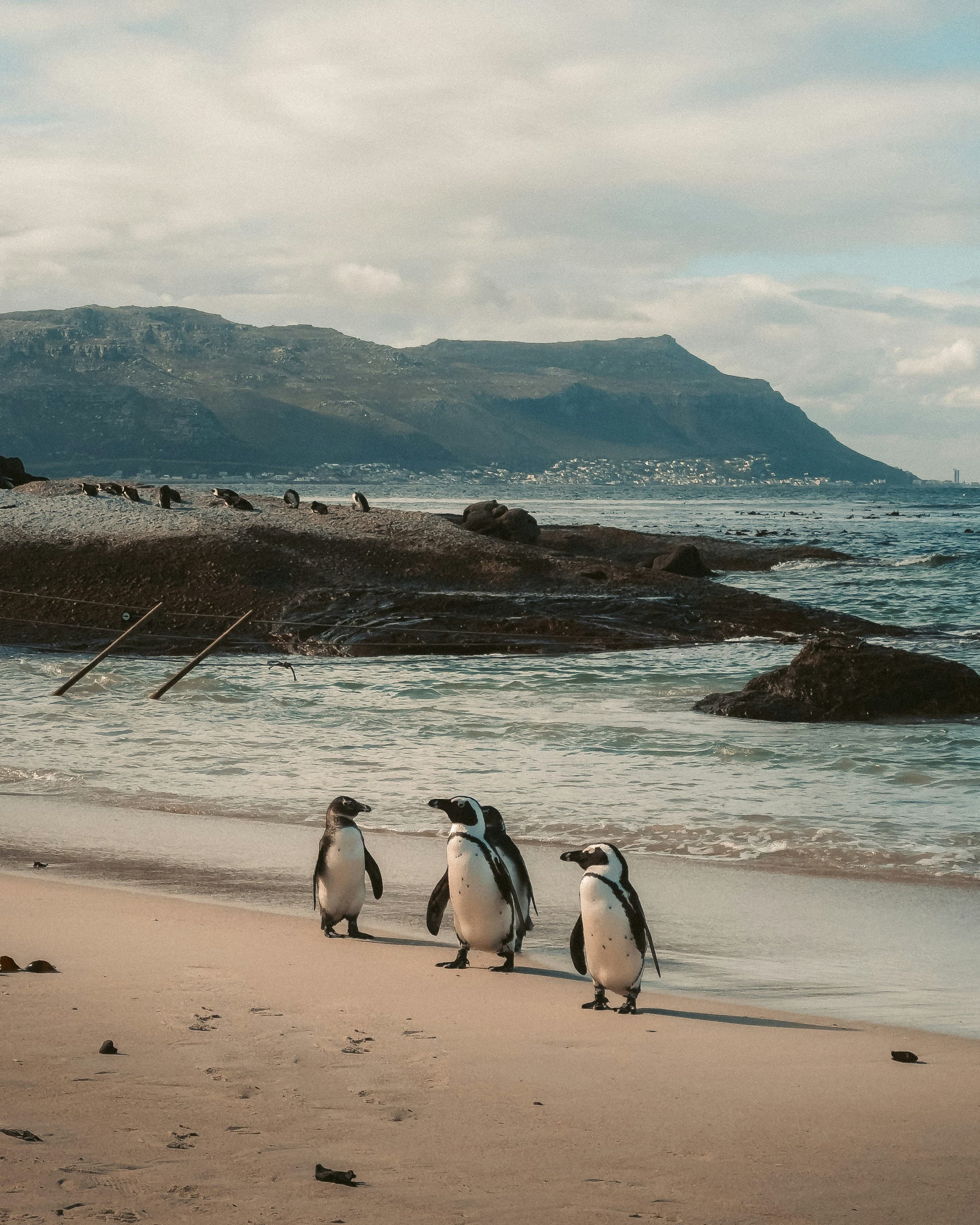 Boulders Beach Penguins