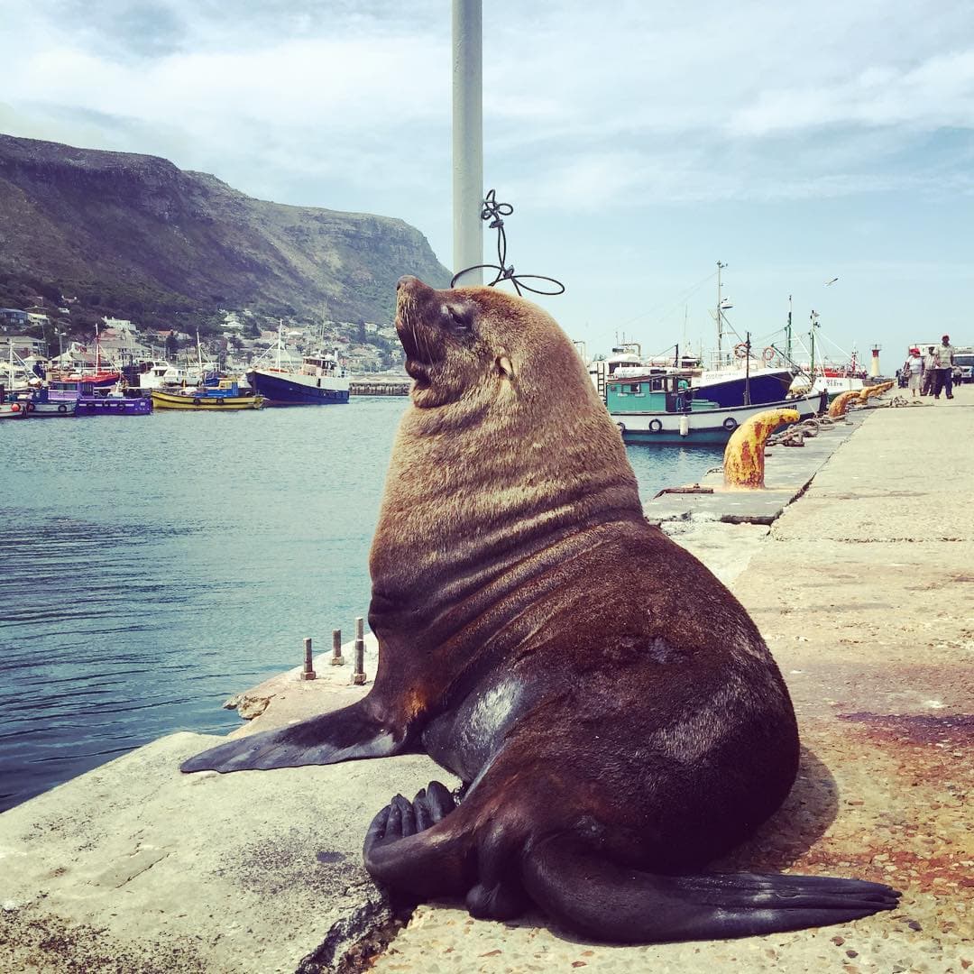 Rosie The Seal Kalk Bay Harbour
